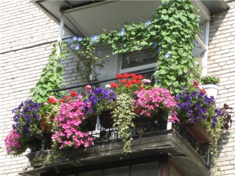balkon Растения в архитектуре зданий и сооружений